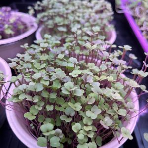 Arugula