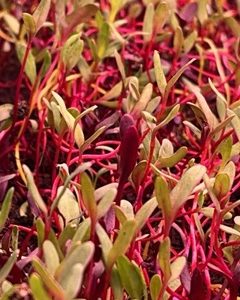 Swiss Chard
